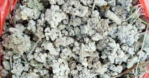 家庭养花必备 最适用的有机肥与土壤改良剂解析