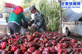 张掖市农科院微生物有机肥试点与土壤改良剂研发综述