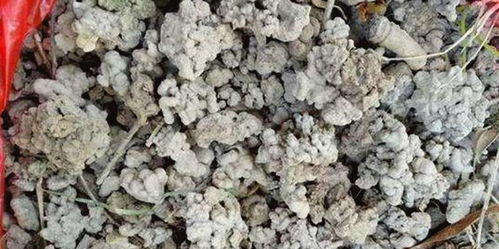 树林底下三种好东西，捡来做花肥，随便养啥花都旺