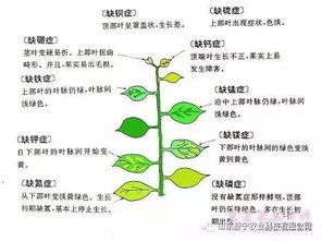 限时优惠 土壤改良剂新研发，第二套免费送！