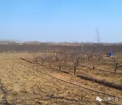 &ldquo;沙质土壤改良剂&rdquo;让沙化土壤变耕地