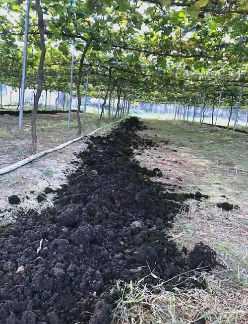 土壤改良剂详细解析 功能特性与选择指南——从研发到应用的核心思路