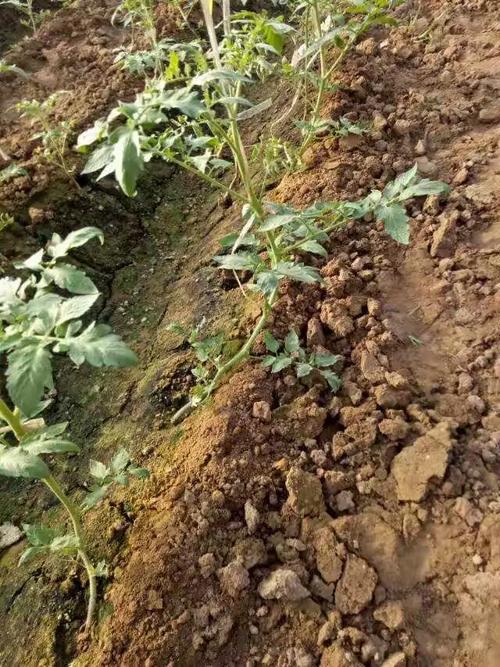 盐碱土壤改良剂 地蕴之变，禾康之力